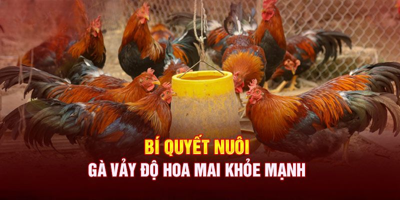 Bí quyết nuôi gà có vảy hoa mai hay nhất